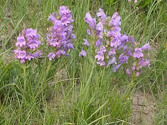 Description de l'image Penstemon eriantherus (3619918902).jpg.