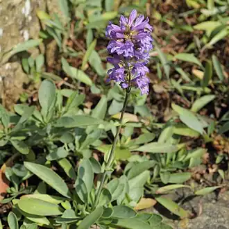 Description de l'image Penstemon euglaucus-IMG 7134.jpg.