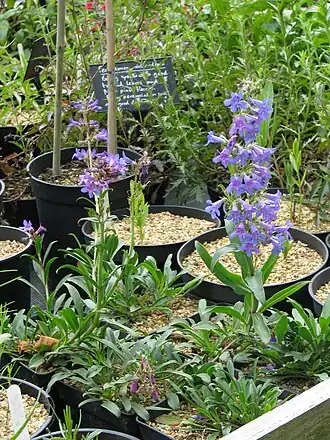 Description de l'image Penstemon mensarum (14240826892).jpg.
