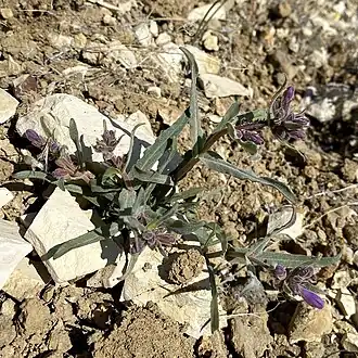 Description de l'image Penstemon miser - Matt Berger 01.jpg.