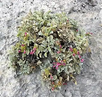Description de l'image Penstemon petiolatus.jpg.