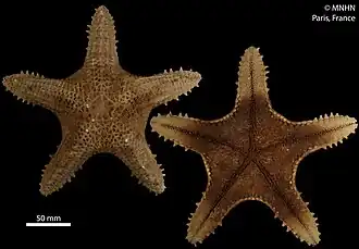 Pentaceraster alveolatus séchée (holotype, MNHN)