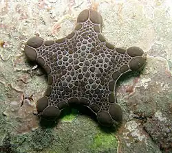 Pentagonaster pulchellus