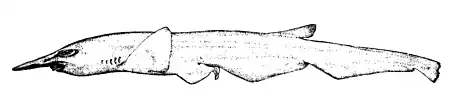 Description de l'image Pentanchus profundicolus by smith.png.