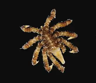 Description de l'image Pentapycnon geayi MNHN 2016-418.jpg.