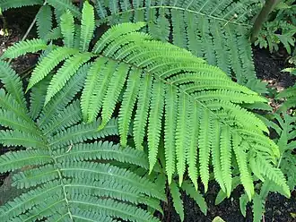 Description de l'image Pentarhizidium orientale 2011-06-23 06.jpg.