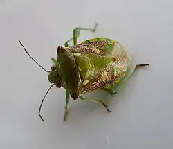 Chroantha ornatula (Espagne).