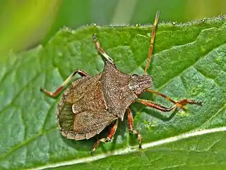 Description de l'image Pentatomidae - Picromerus bidens.JPG.