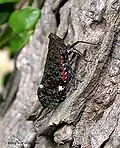 Penthicodes variegata