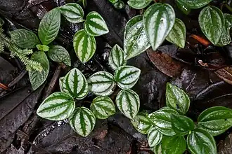 Description de l'image Peperomia aff. laxiflora (Piperaceae) (30224738075).jpg.