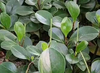 Description de l'image Peperomia magnoliifolia.jpg.
