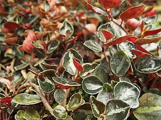 Description de l'image Peperomia metallica 2019-05-29 02.jpg.