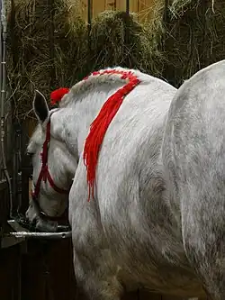Vue de trois-quarts arrière d'un Percheron français, Salon international de l'agriculture, 2022.