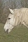Profil de tête d'un Percheron gris.