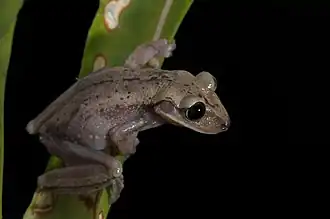 Description de l'image Perereca-de-capacete - Aparasphenodon bokermanni.jpg.