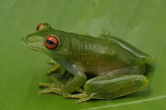 Description de l'image Perereca-flautinha - Aplastodiscus sibilatus.jpg.