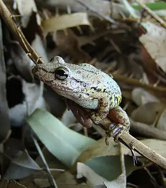 Description de l'image Perereca (Scinax fuscovarius) - Day.jpg.