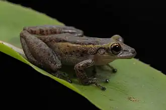 Description de l'image Pererequinha do brejo - Scinax tymbamirim.jpg.