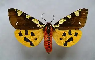 Écaille brune(Arctia matronula)