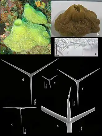 Description de l'image Pericharax orientalis (10.11646-zootaxa.4426.1.1) Figure 51.jpg.