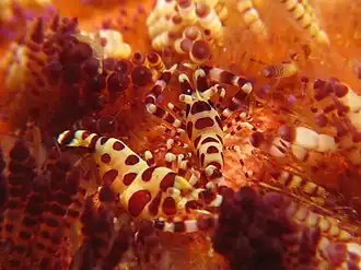 Periclimenes colemani entre les piquants d'un oursin Asthenosoma varium en Indonésie.