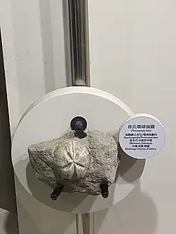 Fossile de Pericosmus hsui