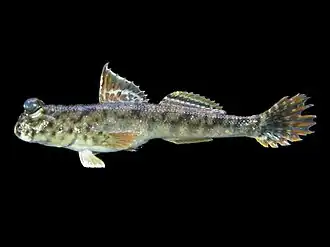 Poisson-grenouille ou Gobie sauteur Periophthalmus argentilineatus