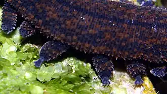 Détail des pattes d'un Peripatoides.