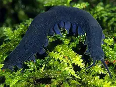 Peripatoides indigo&nbsp;(en).