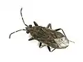 Peritrechus geniculatus, Pays-Bas.