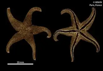 Perknaster aurantiacus (idem, MNHN).