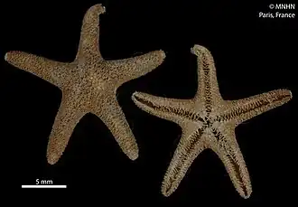 Perknaster aurantiacus (MNHN).