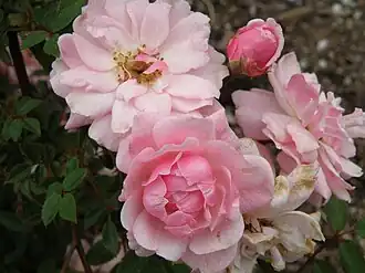 'Perla de Montserrat', miniature, P. Dot 1945.