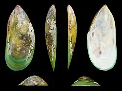 Perna viridis issue du bassin Indo-Pacifique.