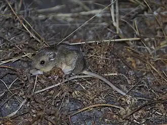 Description de l'image Perognathus inornatus.jpg.