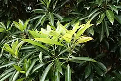 Persea thunbergii, autre plante-hôte