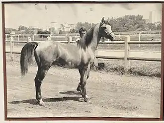 photographie noir et blanc d'un cheval sur un hippodrome, avec un homme.