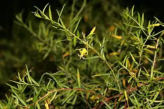 Description de l'image Persooniabargoensis4.JPG.