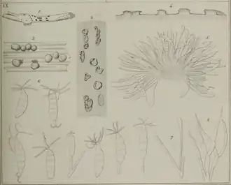 Description de l'image Pestalotia pezizoides De Not. (1839).png.