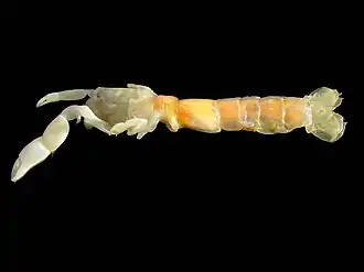 Pestarella tyrrhena, de la super-famille des Axiidea.