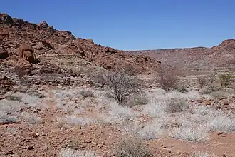 Tapis de Petalidium variabile