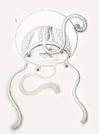 Description de l'image Petasus atavus in Haeckel 1879.jpg.