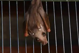 Description de l'image Peters's dwarf epauletted fruit bat (Micropteropus pusillus).jpg.