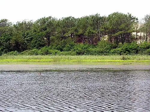 Étang de la Malloueyre, constitutif du site Natura 2000 « Dunes modernes du littoral landais de Mimizan-Plage au Vieux-Boucau ».