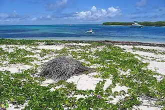 Débarquement sur Terre-de-Bas.