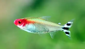 Description de l'image Petitella bleheri (Hemigrammus bleheri - 2).jpg.