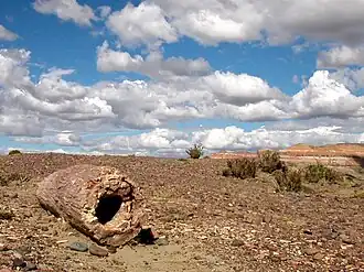 Tronc creux pétrifié, Crétacé-Paléogène de Chubut (Argentine).