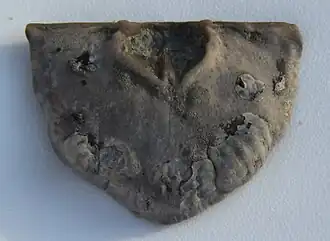 Description de l'image Petrocrania scabiosa brachial valve.jpg.