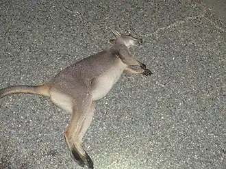 Description de l'image Petrogale persephone 29426200.jpg.