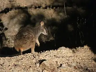 Description de l'image Petrogale sharmani 29425054.jpg.